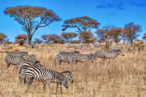 The world of natural wonders in Namibia