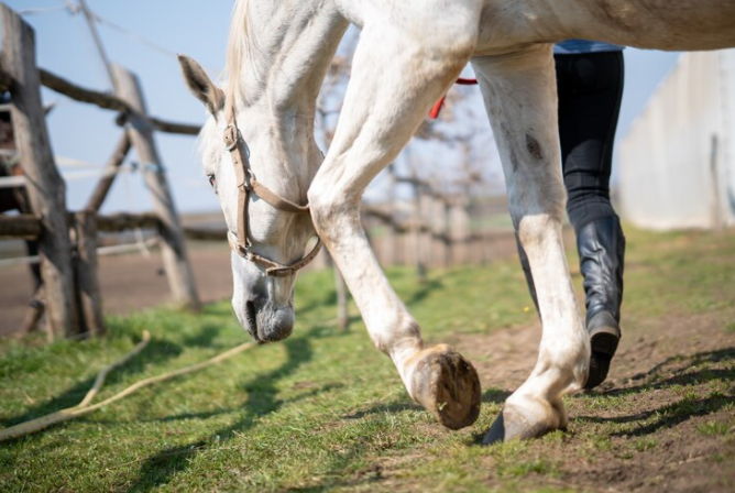 Hoof Conditioner